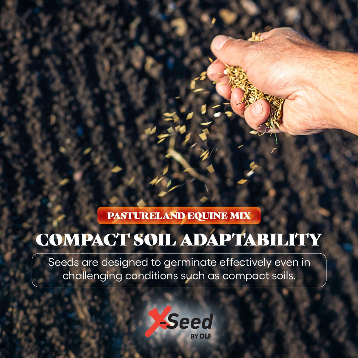 X-Seed tall fescue, orchard grass, and ryegrass blend.
