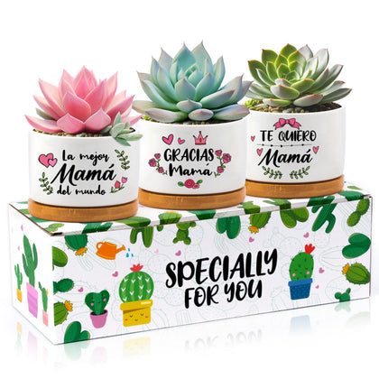 X1zuue Mother's Day ceramic pot set with durable glaze for desktop display.