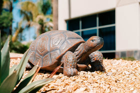 XBrand walking turtle statue back view reveals a compact garden ornament
