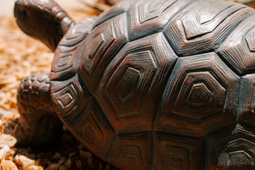 XBrand walking turtle statue weather-resistant build for year-round display