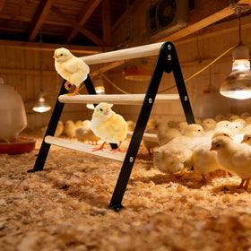 XCL Chicken Perch baby chicks side view, sturdy and wobble-free resting surface.