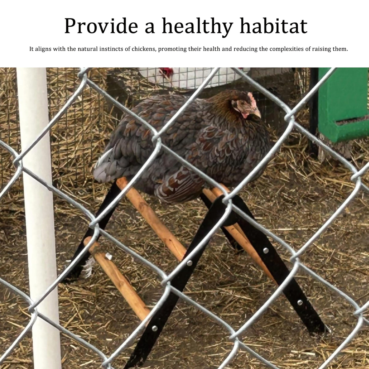 XCL Chicken Perch in coop, ideal for backyard poultry.