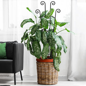Xeeol plant support keeps ivy and pothos standing tall.