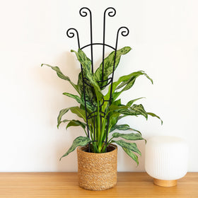 Xeeol sturdy metal frame ensures reliable season after season.