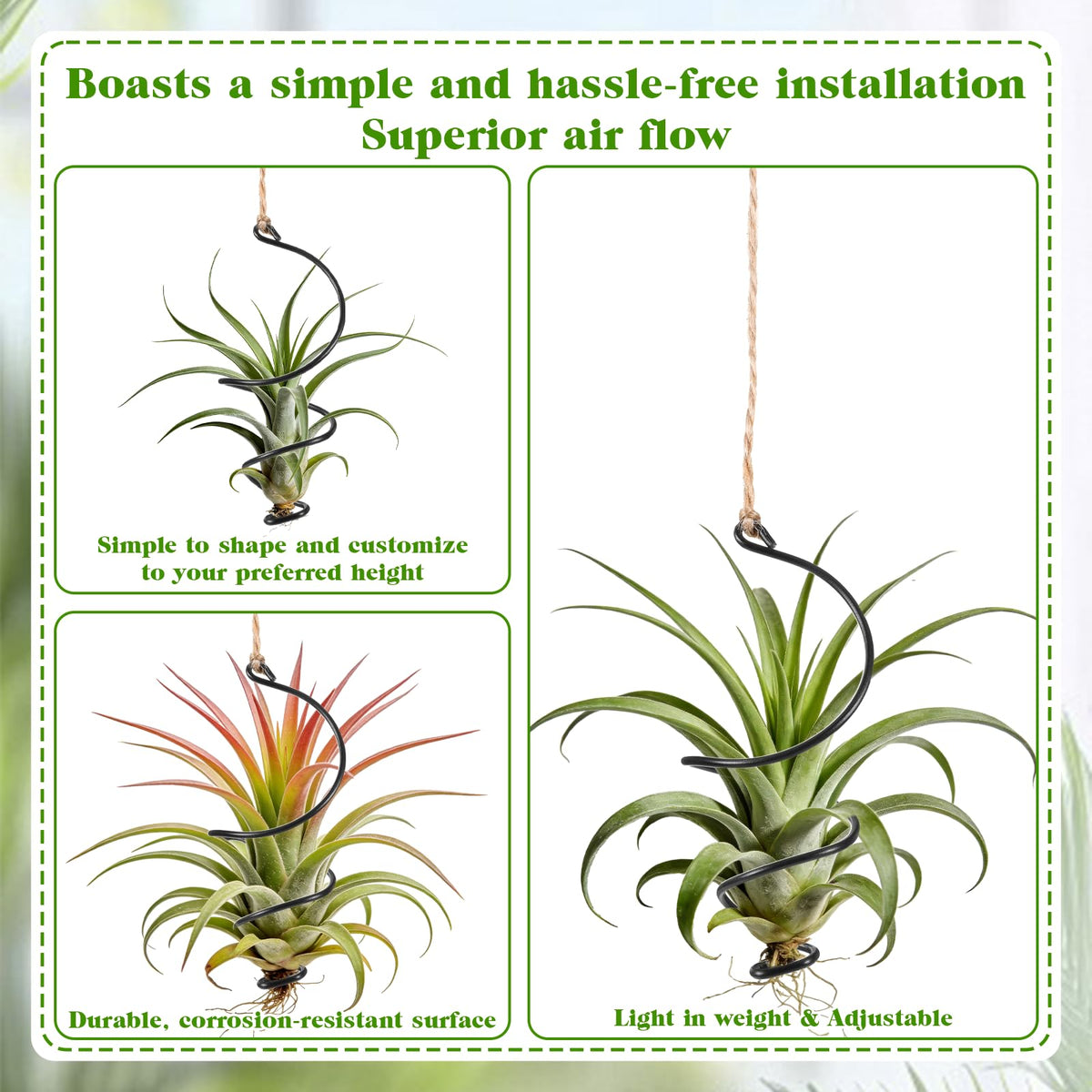 Xelsluthe Air Plants Live Holders soilless design reduces mess and maintenance.