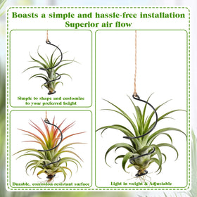 Xelsluthe Air Plants Live Holders soilless design reduces mess and maintenance.