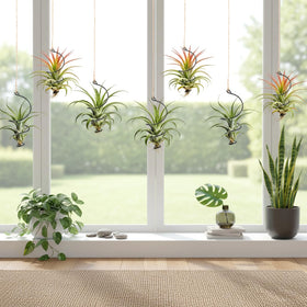 Xelsluthe Air Plants Live Holders vertical space-saving display for small rooms.