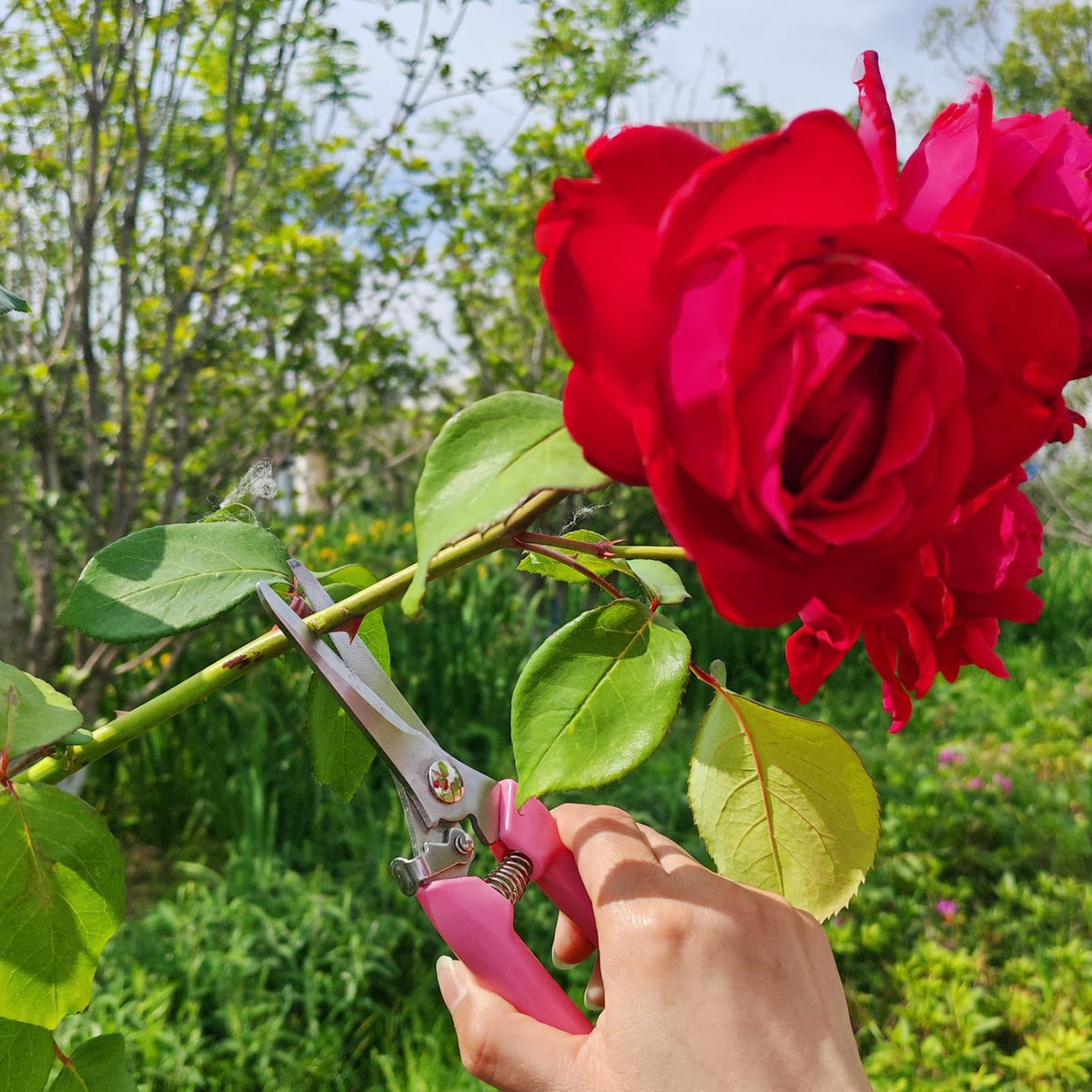 XIAONAN flower pruning use-cases showing flexible blades in action