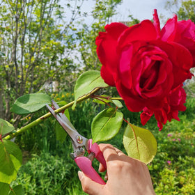 XIAONAN flower pruning use-cases showing flexible blades in action