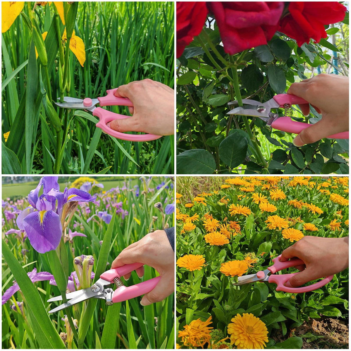 XIAONAN fruit picking with floral scissors for delicate stems