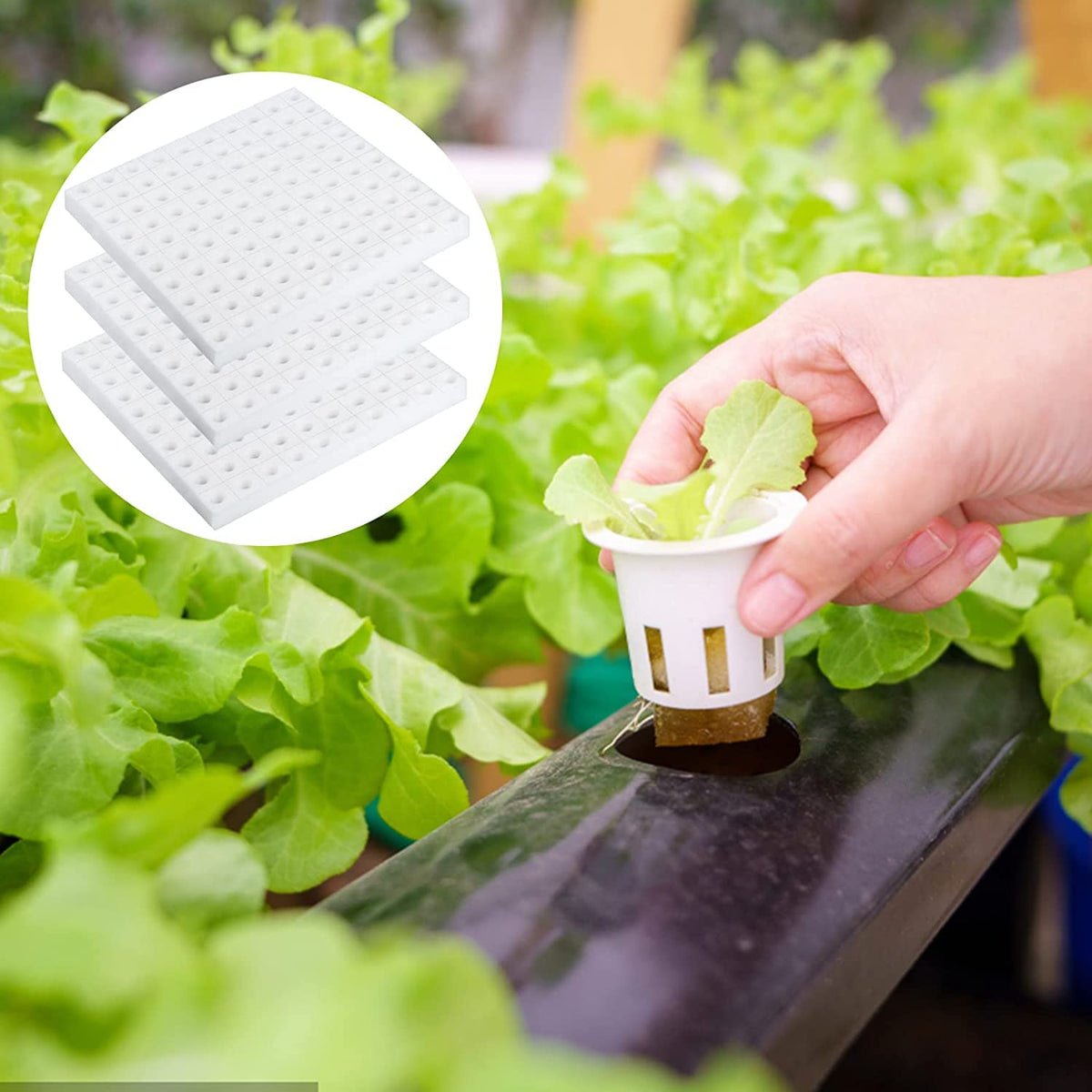 XIDAJIE greenhouse seedling sponges ideal for greenhouse and nursery use