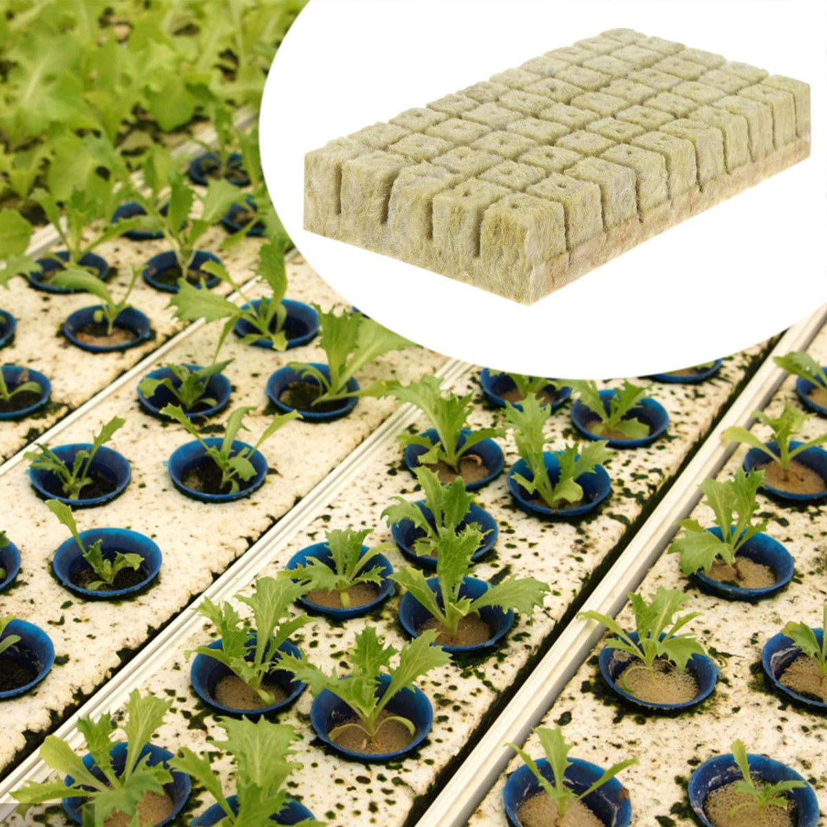 XidaJie rockwool usage guide image illustrating seed starting steps.