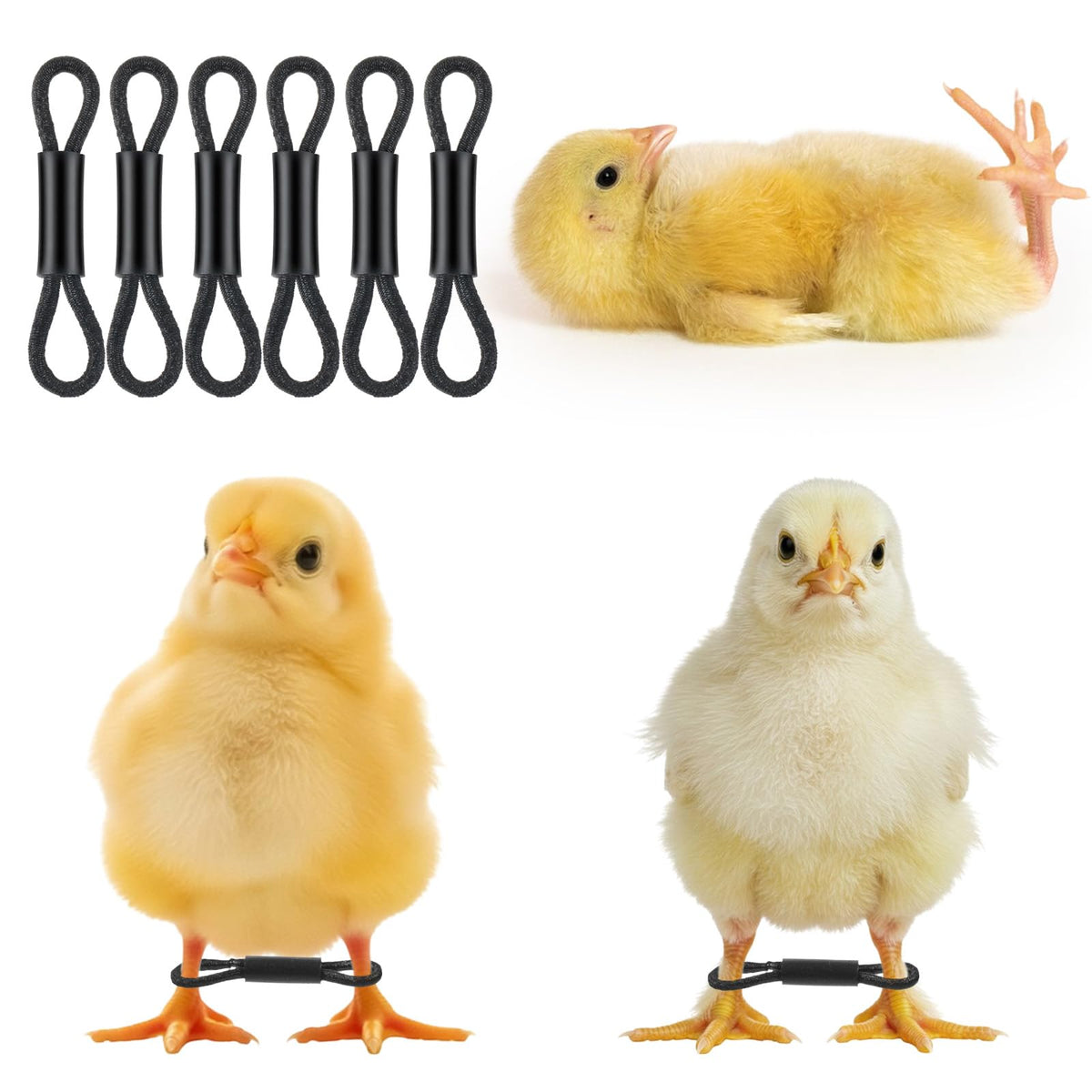 Xinjoduz baby chick leg bands pack of 50 for spraddle leg prevention in hatchery settings.