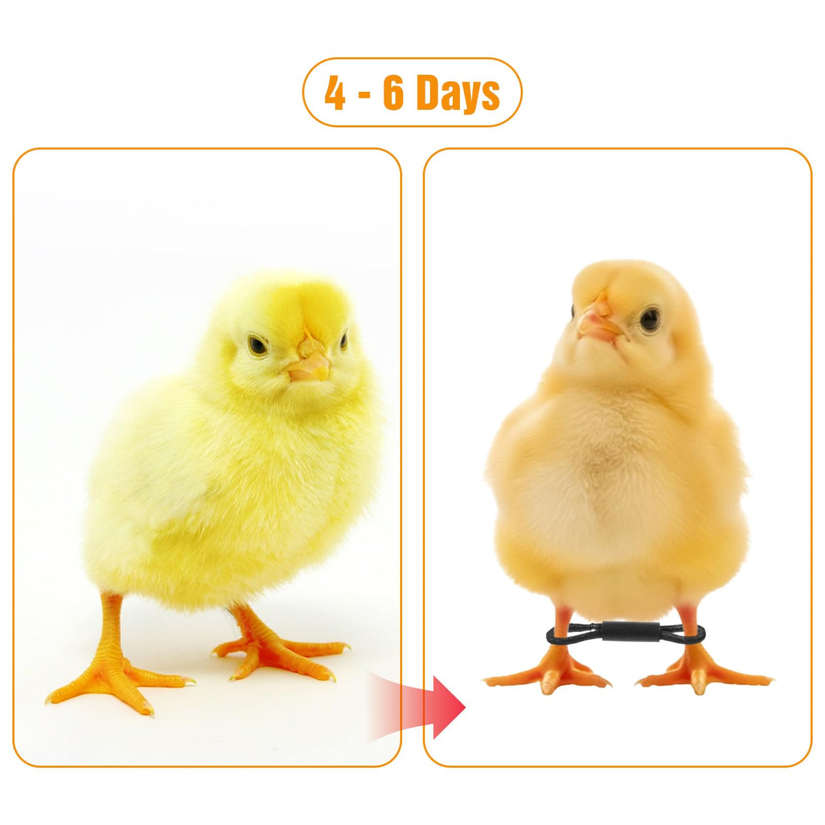 Xinjoduz black chicken leg bands suit newly hatched chicks in calm, unobtrusive design.