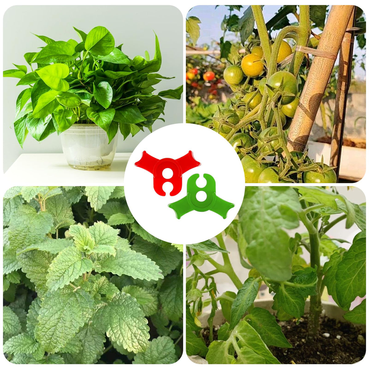 Xinjoduz garden setup demonstrates color contrast for plant training.