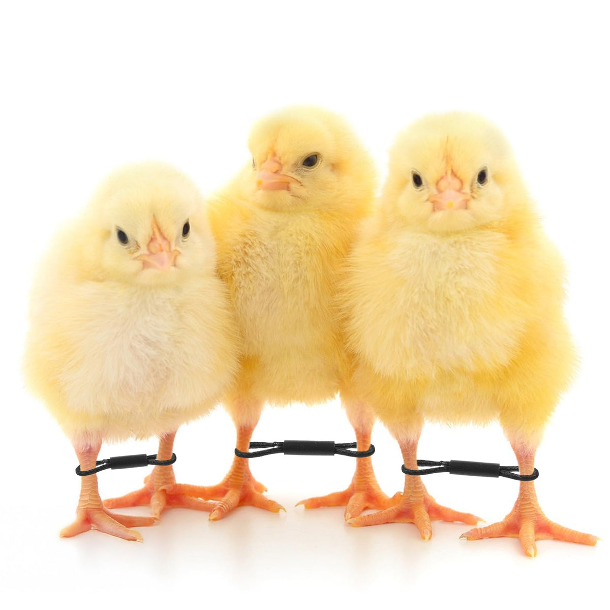 Xinjoduz easy application bands simplify daily care during early growth.