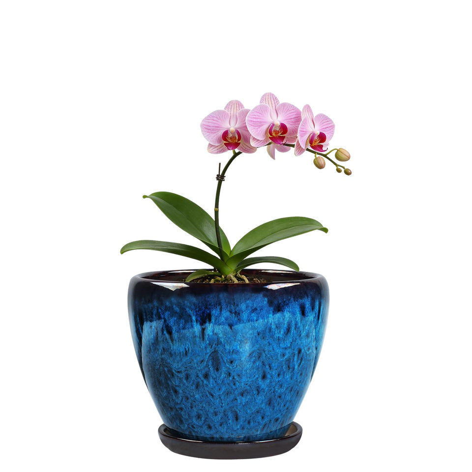Xoogifae ceramic plant pot 6-inch with saucer for neat indoor display.
