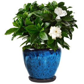 Xoogifae ceramic pot with peacock blue glaze ideal for indoor display and proper drainage