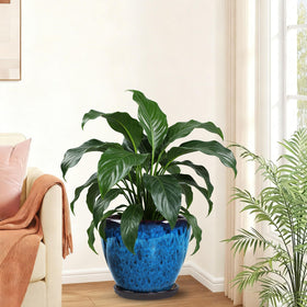 Xoogifae plant pot with drainage hole prevents overwatering.