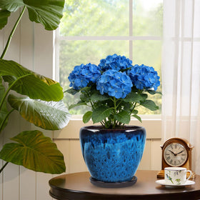 Xoogifae pot with removable saucer protects surfaces from spills