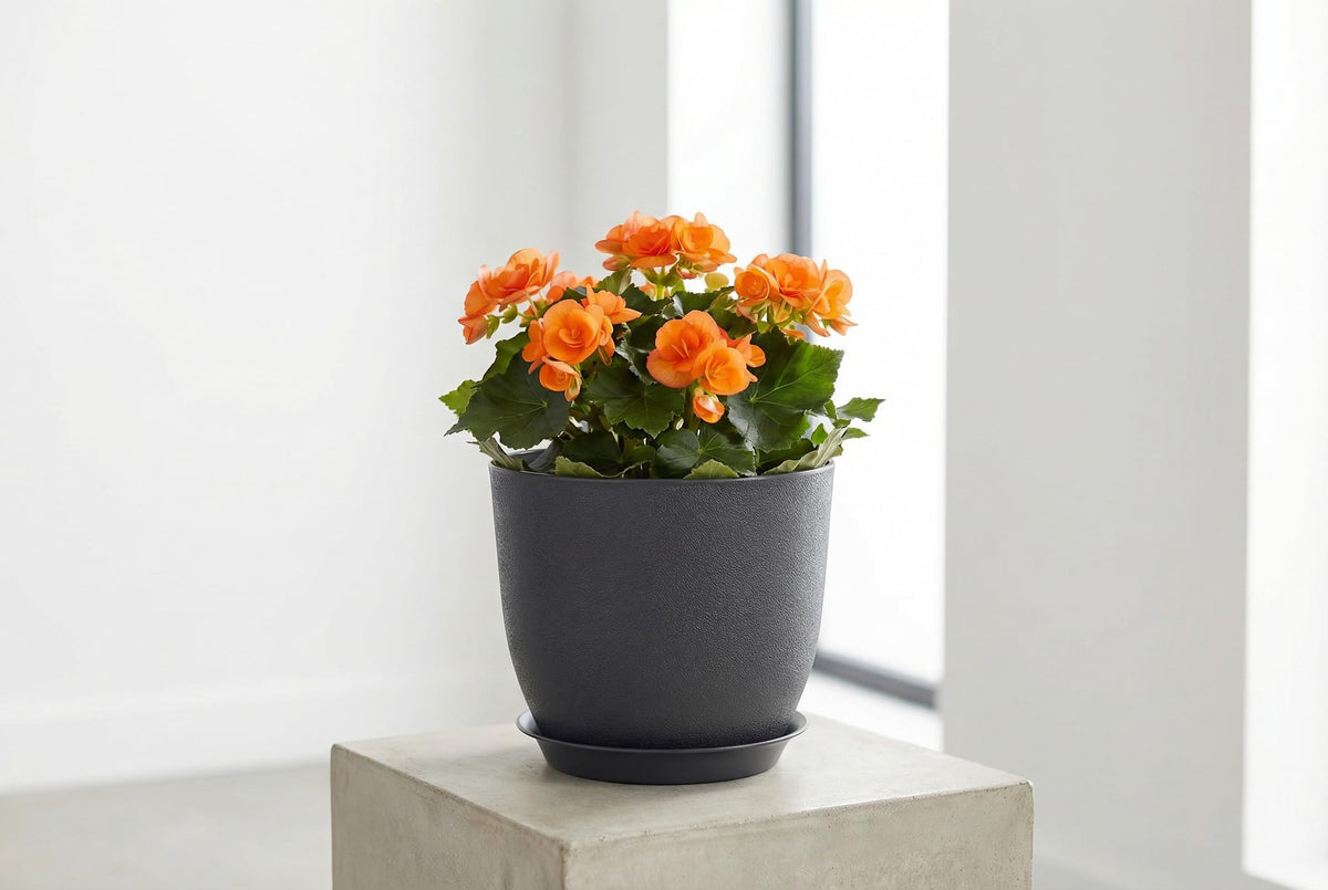XQSHPDM 8 Inch Plant Pots side angle demonstrates lightweight, sturdy construction for easy repositioning.