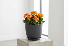 XQSHPDM 8 Inch Plant Pots side angle demonstrates lightweight, sturdy construction for easy repositioning.