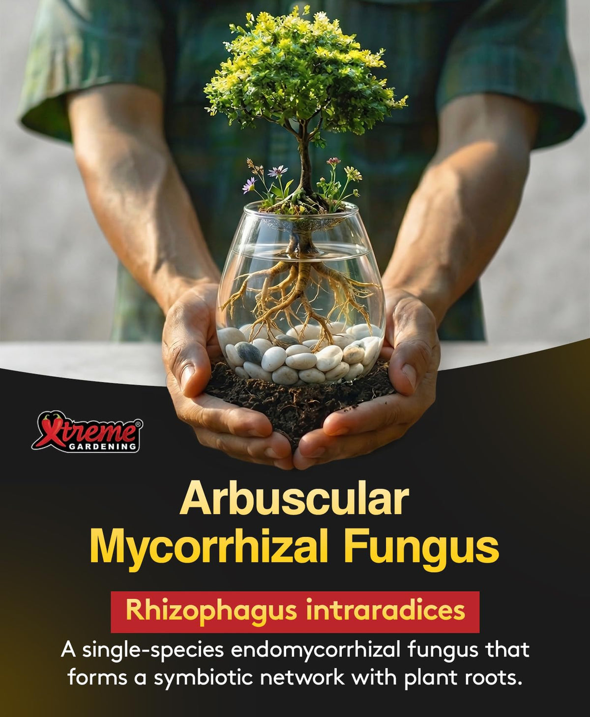 Xtreme Gardening Mykos WP root dip demonstrates bare-root contact improvement.