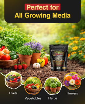Xtreme Gardening Mykos WP seedling application supports early root growth.