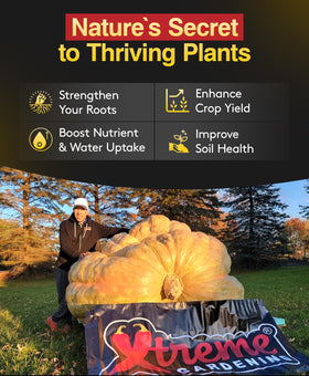 Xtreme Gardening Mykos WP transplant drench ensures uniform root coverage.