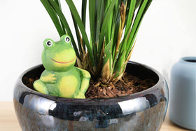 XueshouRT self-watering setup ideal for vacations and busy schedules