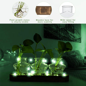 XXXFLOWER hydroponic glass vase shows roots clearly for observation.