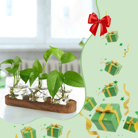 XXXFLOWER office-friendly propagation station brightens a desk with greenery.