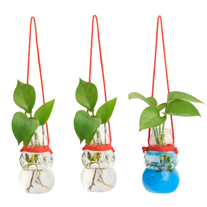 XXXFLOWER snowman wall-propagation-station hanging shows root growth in a clear glass planter.