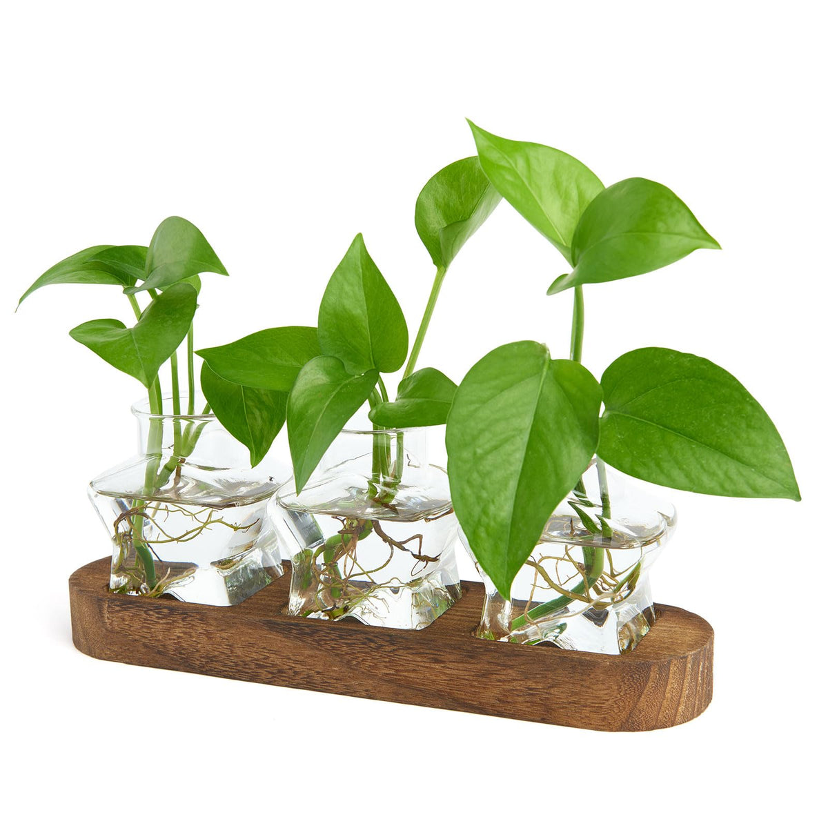 XXXFLOWER star propagation station with wooden stand, a stylish plant cuttings display.