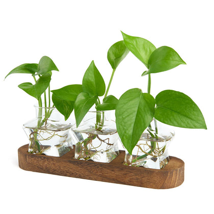 XXXFLOWER star propagation station with wooden stand, a stylish plant cuttings display.