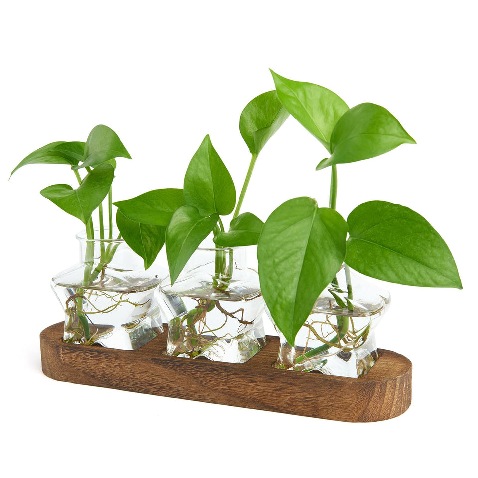XXXFLOWER star propagation station with wooden stand, a stylish plant cuttings display.