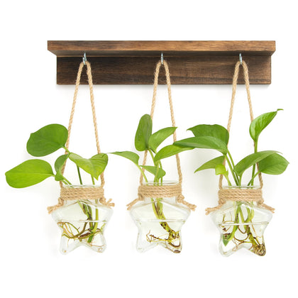 XXXFLOWER wall-hanging propagation station with 3 star glass bottles for indoor display