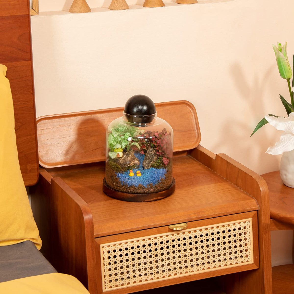 Yangbaga succulent moss terrarium showcases greenery in compact form.