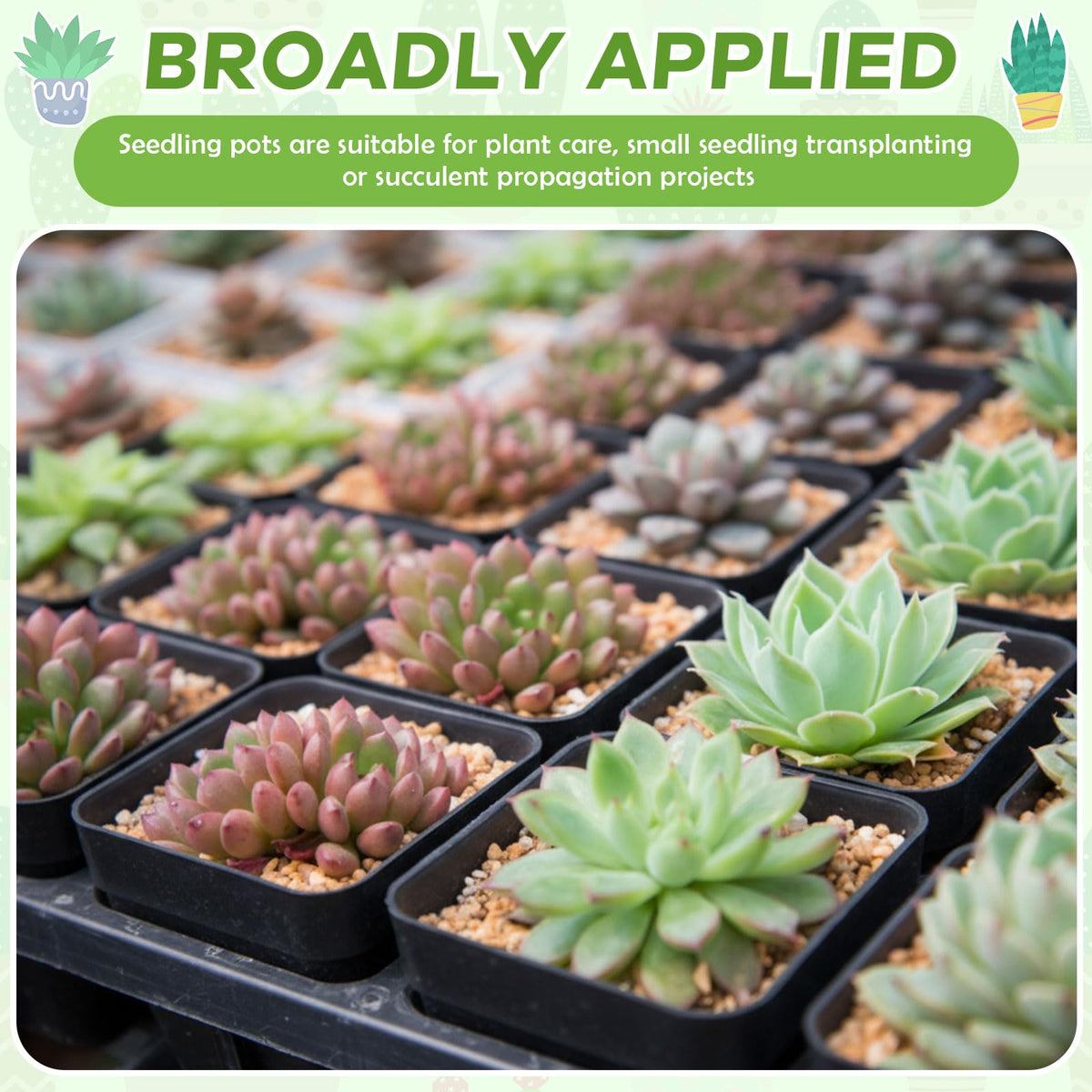 Yaomiao 3-inch square pot for succulents and transplanting projects.