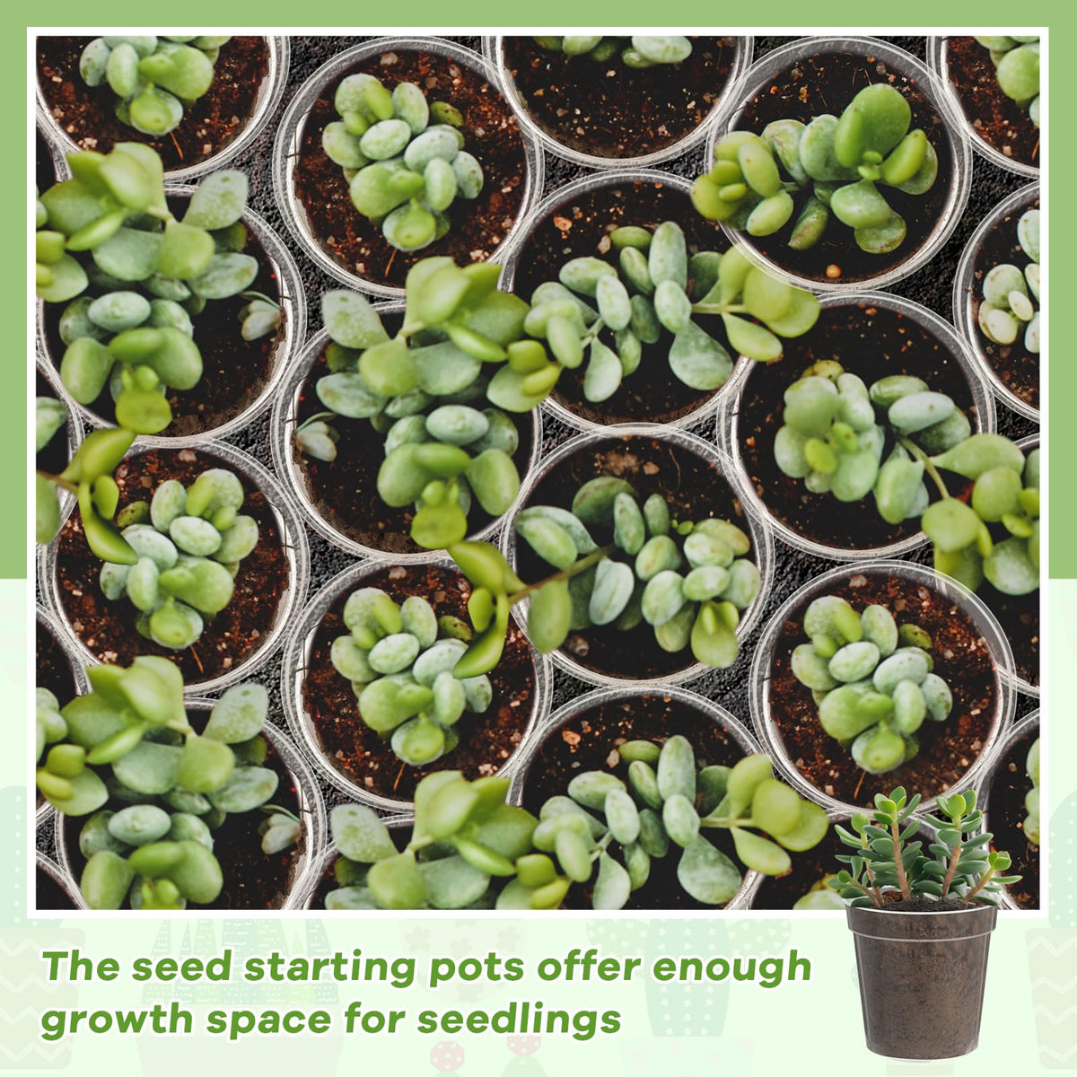 Yaomiao compact seedling transplant pots, ideal for starter kits