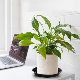 Yarlung indoor outdoor plant saucer under pots for mess-free care