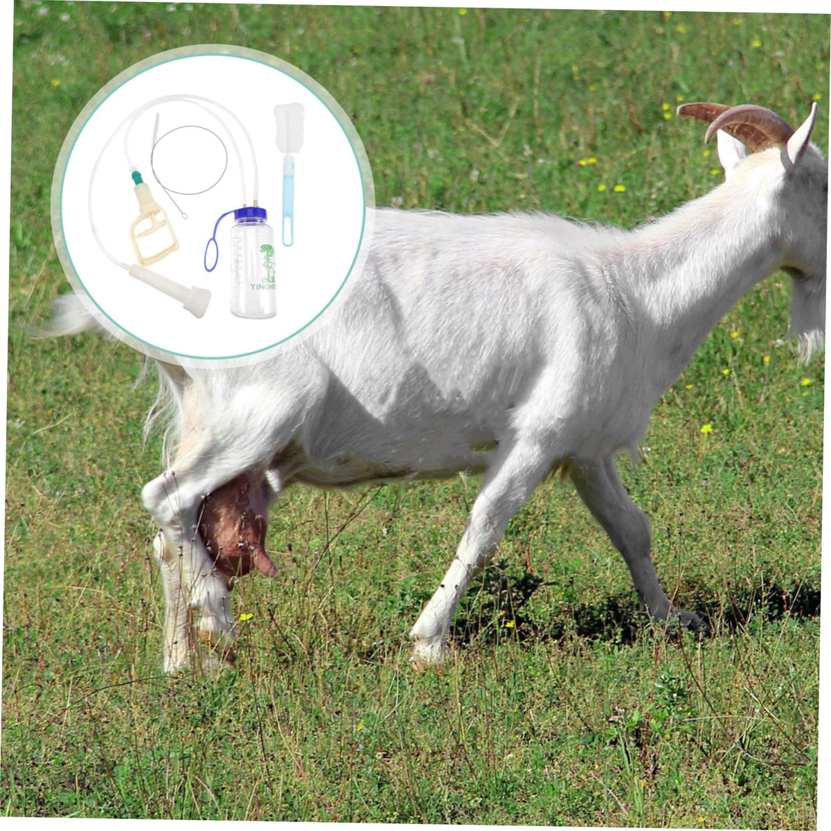 YARNOW sheep milker with precision manufacturing for reliable daily milking.