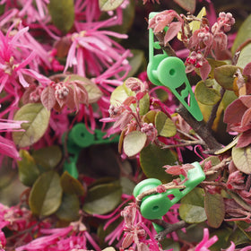 YBB clips stabilizing branch growth on an outdoor plant.
