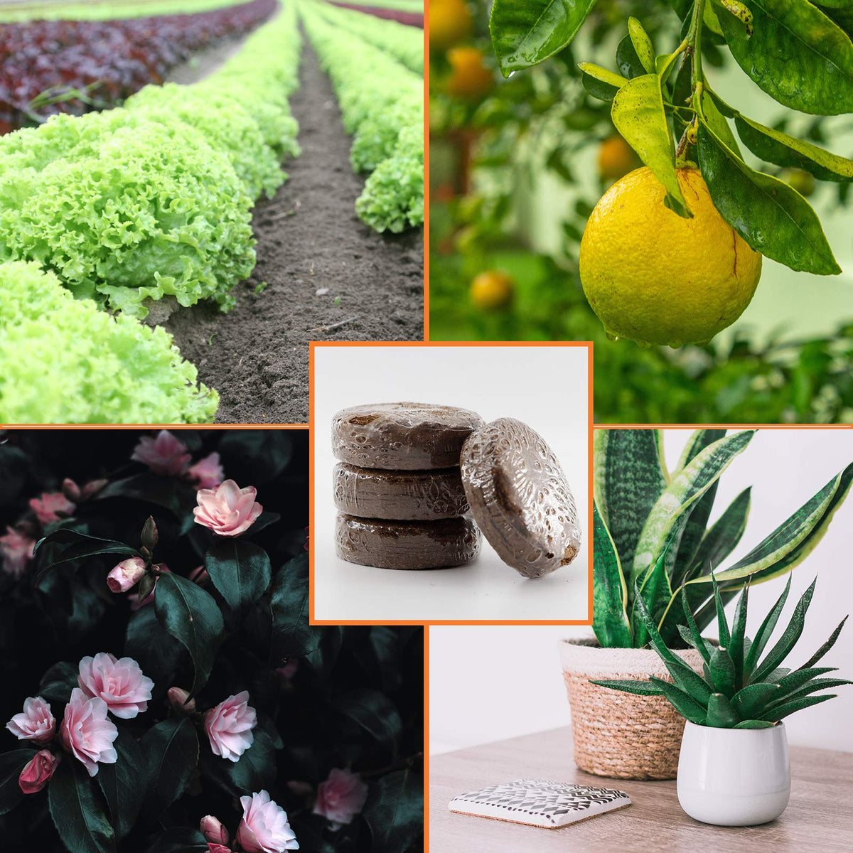 YBB coco coir discs suitable for succulents, vegetables, herbs, and flowers.