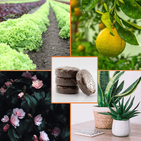 YBB coco coir discs suitable for succulents, vegetables, herbs, and flowers.