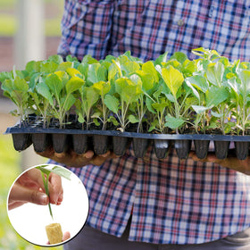 YBB hydroponics starter kit visuals illustrate ready-to-use growing media for indoor gardens