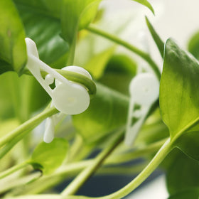 YBB clips in indoor-outdoor use showcase versatile plant care.