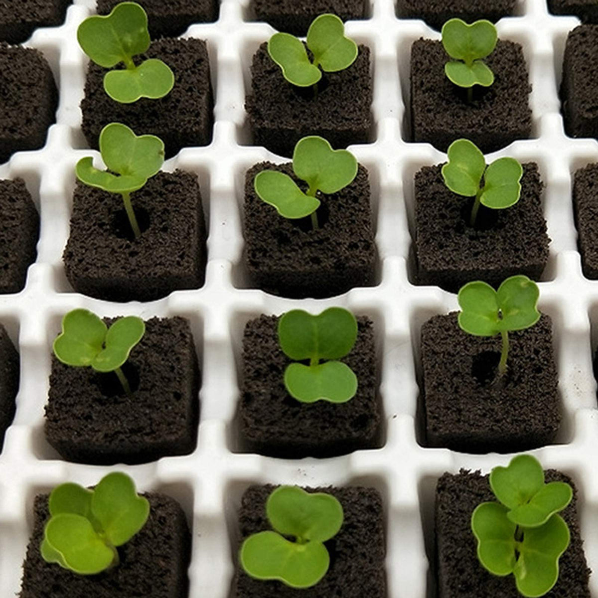 YBB value set shows 50 plugs and 60 labels for finishing your setup