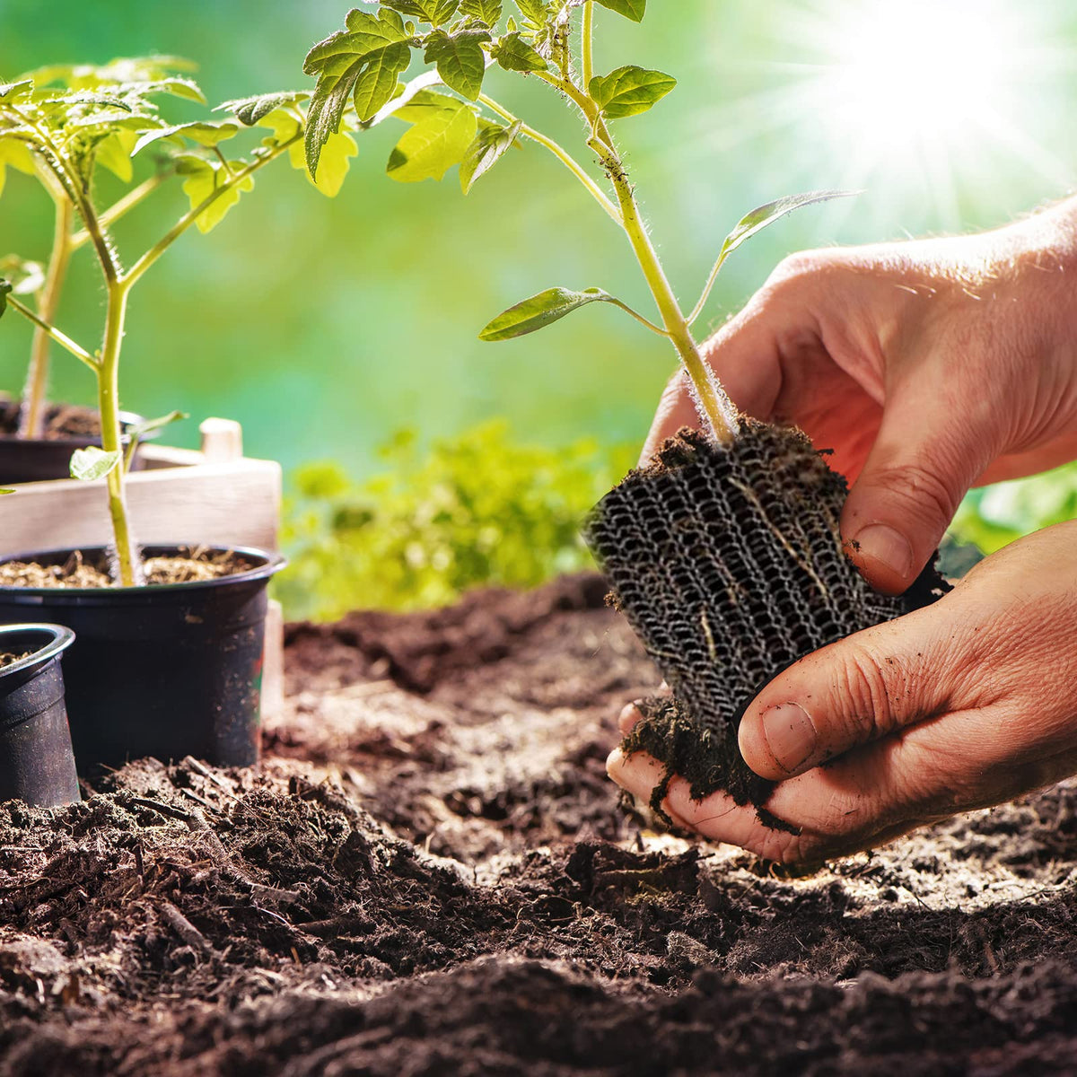 YBB six-pack offers versatile root protection for trees and vegetables