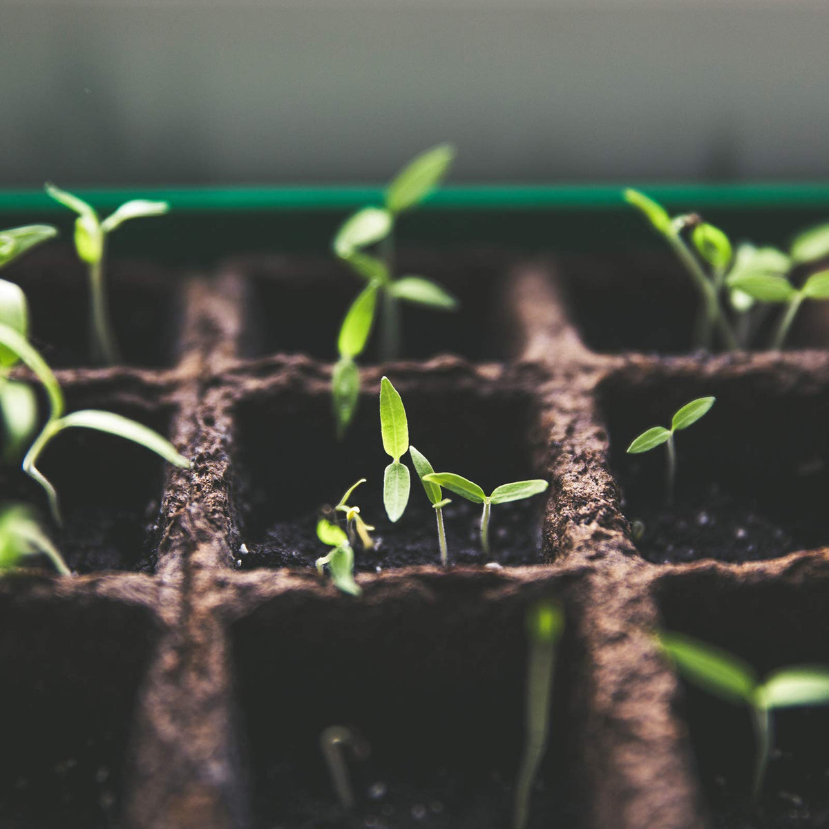 YBB coco coir is sustainably sourced, promoting airy root zones for healthy growth.